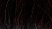 Great Hair extensions/30 cm stijl KL: 1 - zwartbruin