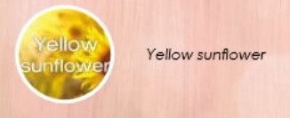 Pastel yellow sunflower Pastel yellow sunflower